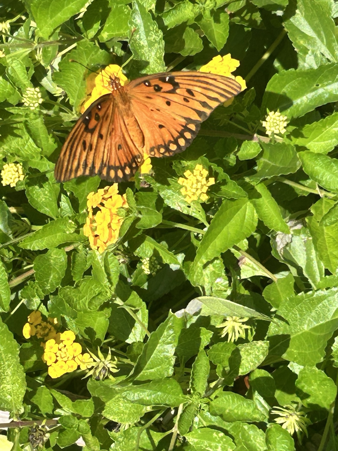 Butterfly on lantana