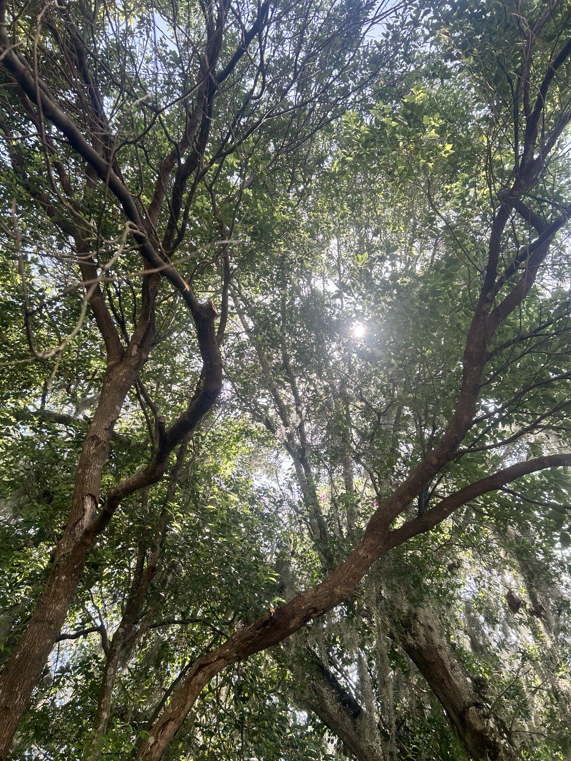 Looking upward through a shaded Central Florida tree canopy with Spanish moss