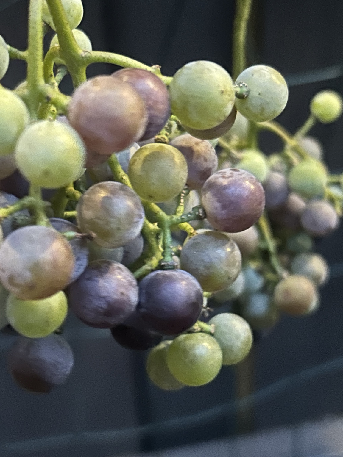 Mystery grapes changing color