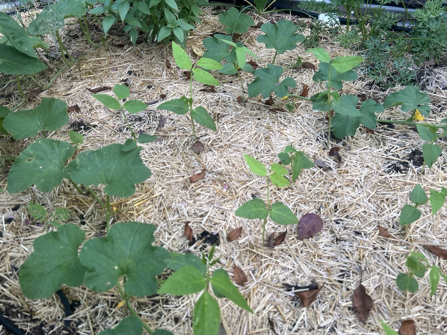 Cowpeas growing among melon vines in a mulched garden bed
