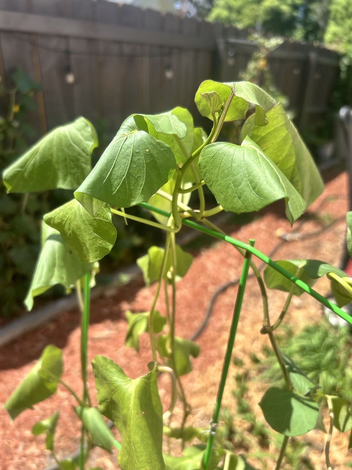Close view of leaves folding under afternoon heat