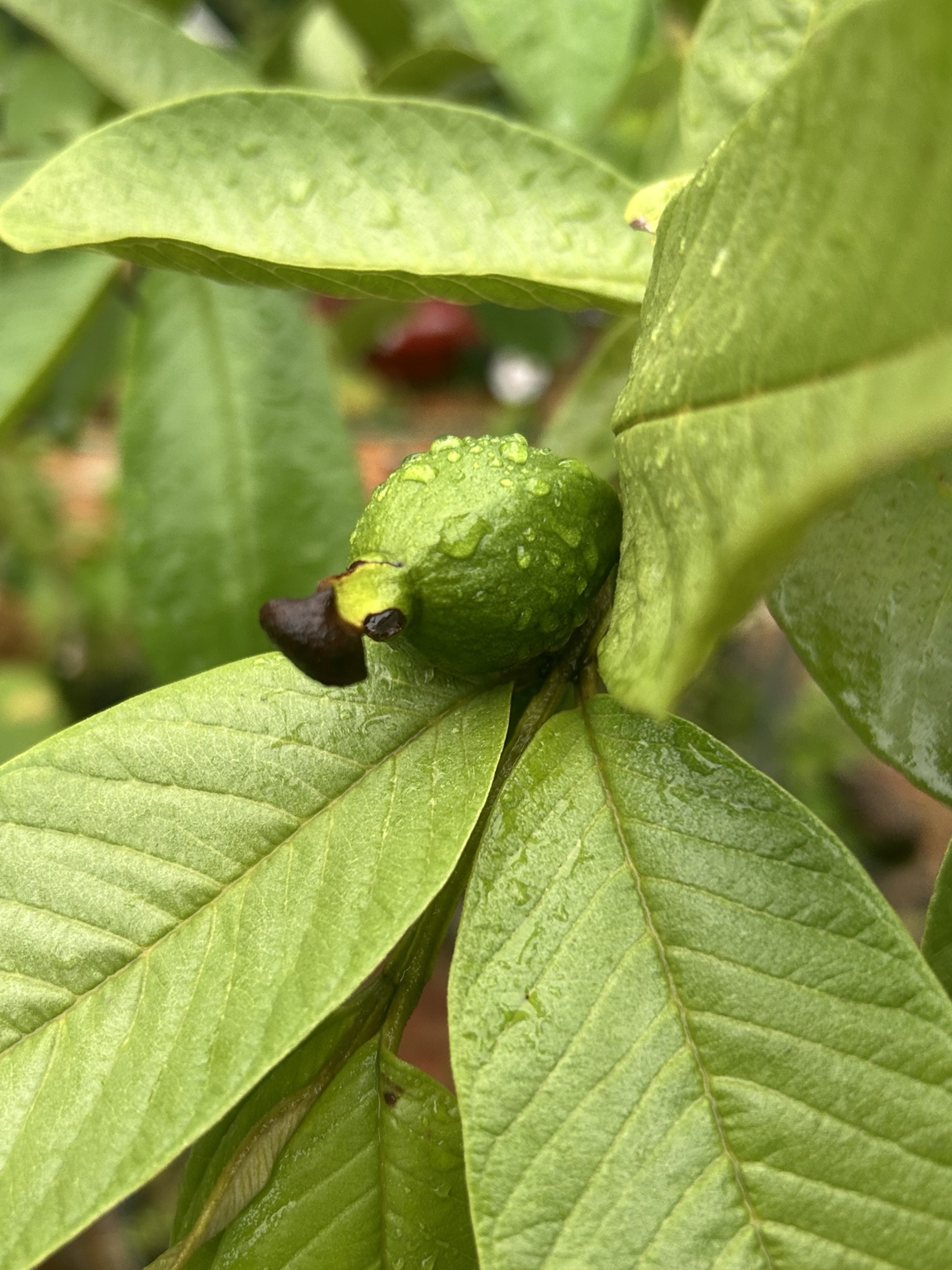 Guava fruit