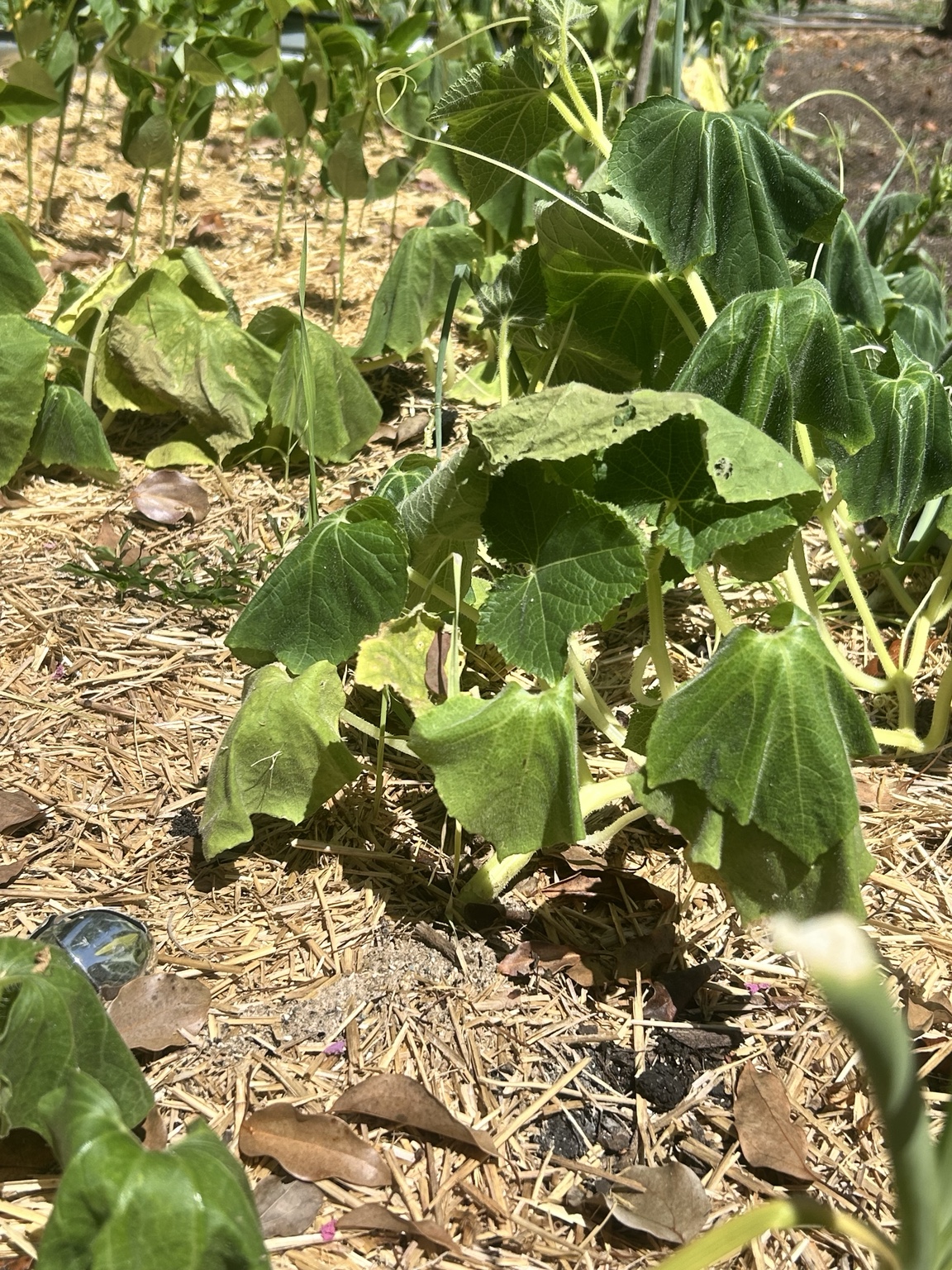 Garden plants drooping in harsh midday sunlight