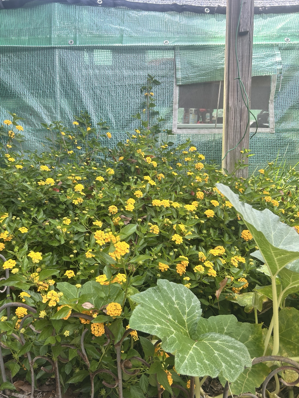 Yellow lantana flowering beside a greenhouse among broad squash leaves