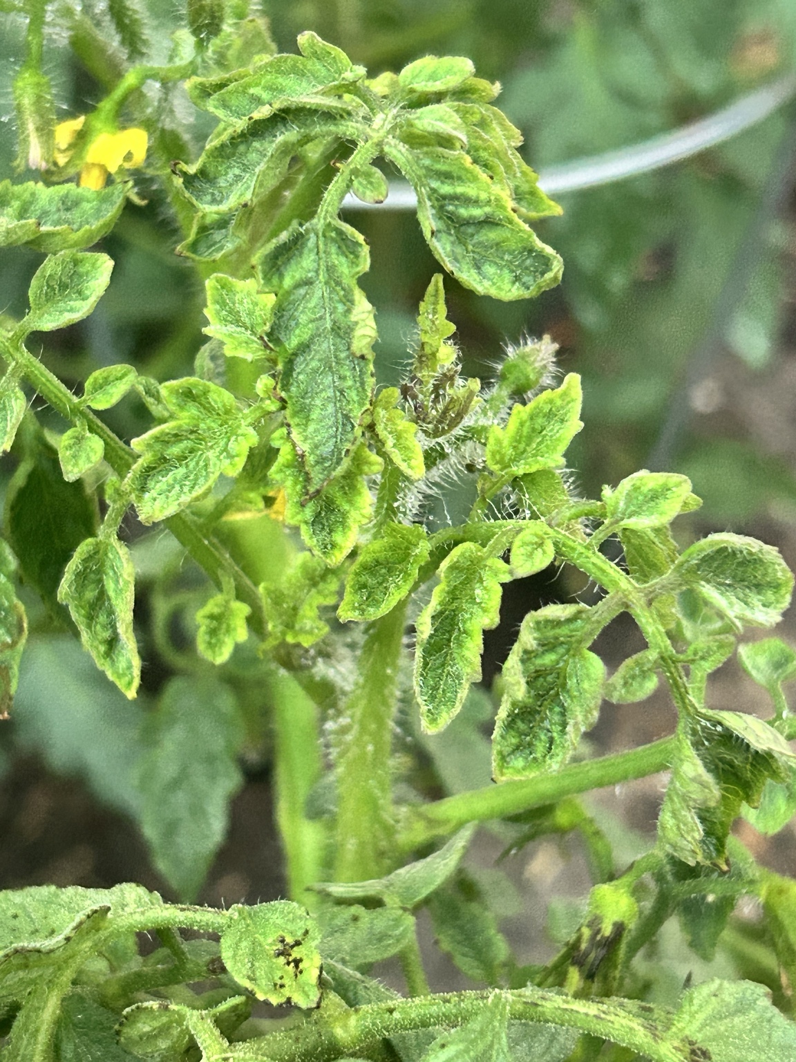 Curled tomato foliage