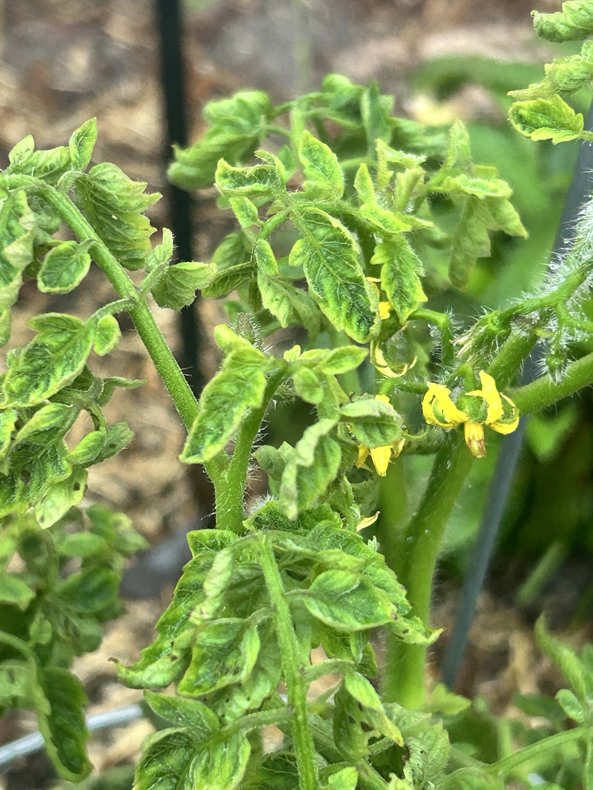 Tomato flowers with curled foliage