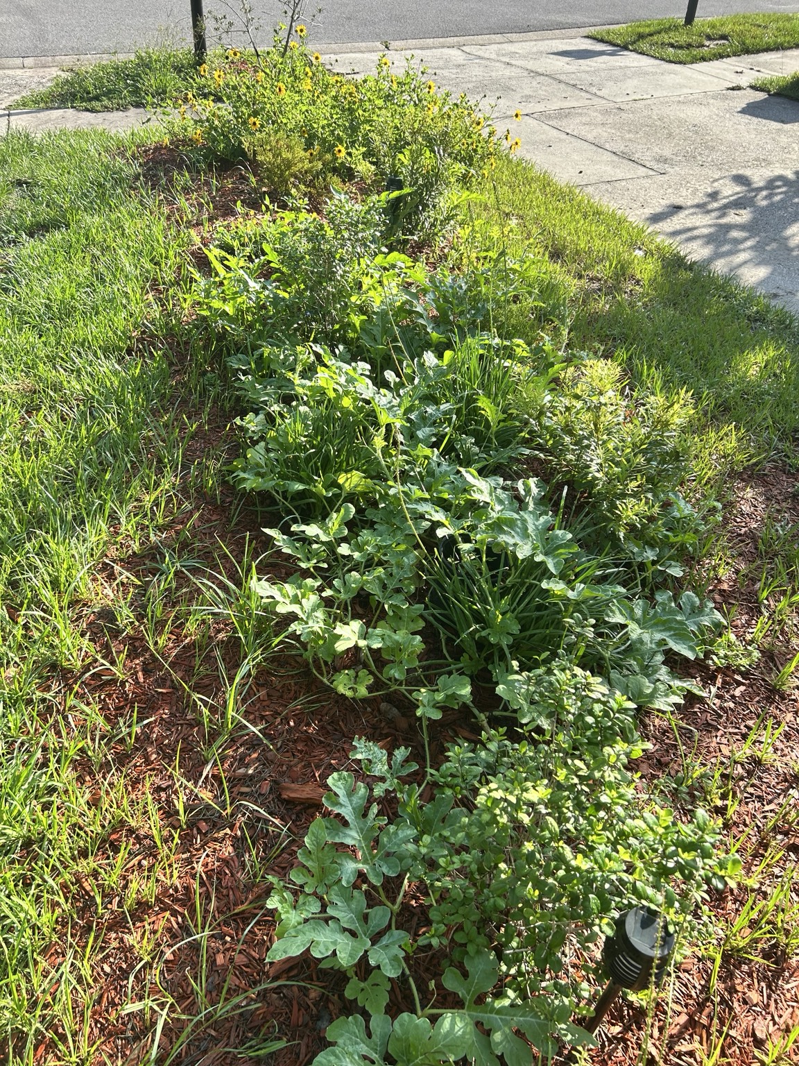 Watermelon vines spreading vigorously through a sunny front garden bed