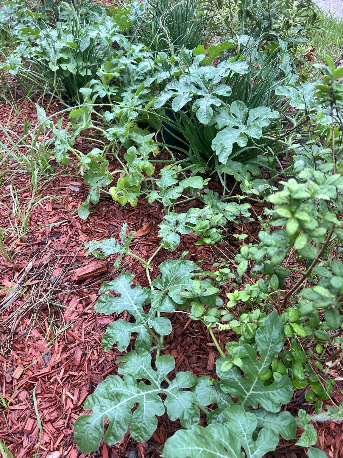 Watermelon vines spreading through the bed